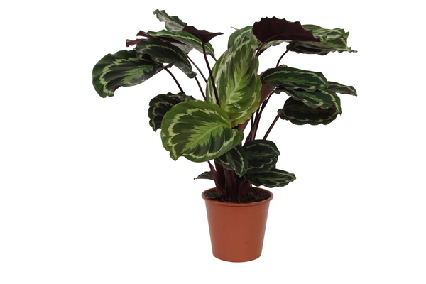 Calathea Medallion - 80 cm - Ø19cm  BotanicBridge