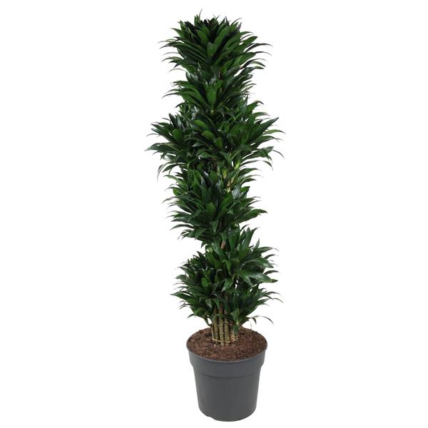 Dracaena Compacta vertakt - 170 cm - ø34  BotanicBridge