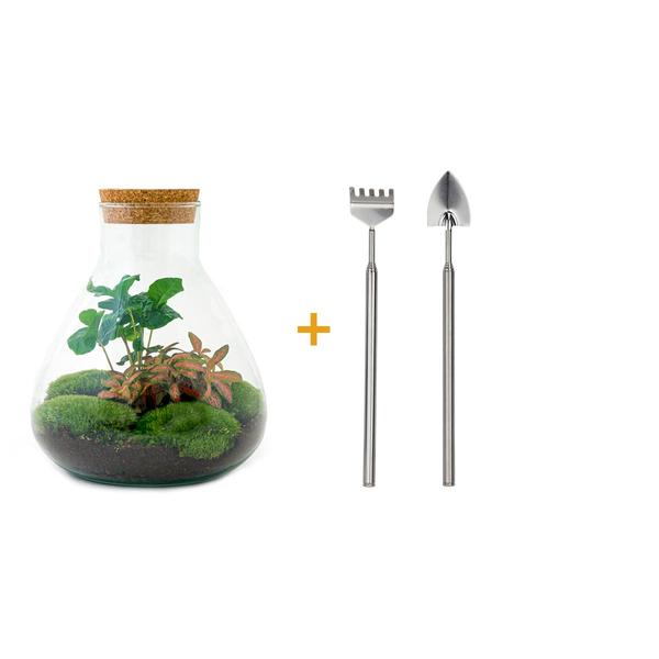 DIY terrarium - Sammie Coffea - ↕ 27 cm - Rake + Shovel  BotanicBridge