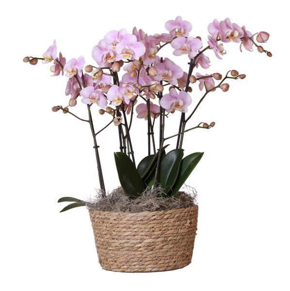 Kolibri Orchids | Complete Orchideeën set in Reed Basket | drie Kikkion orchideeën in rieten schaal incl. watergeefsysteem - Ø30cm  BotanicBridge