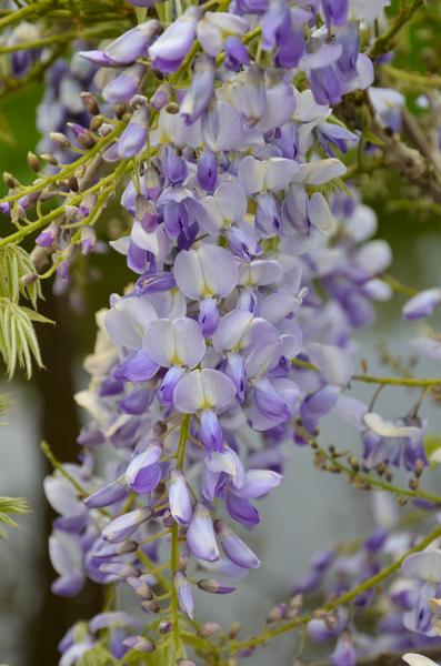 Wisteria sinensis Caroline - Paarse Regen - Ø15cm - ↕65cm  BotanicBridge