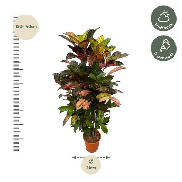 Codiaeum (Croton) Iceton vertakt - 120 cm - Ø24cm  BotanicBridge