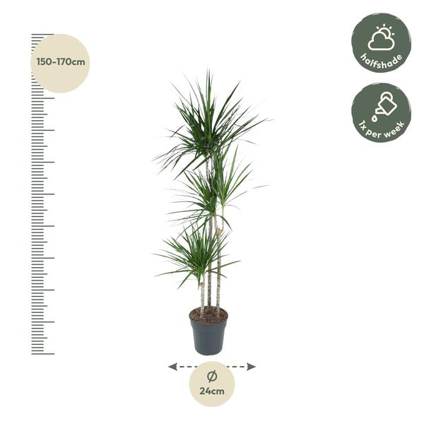 Dracaena Marginata - 160 cm - ø24  BotanicBridge