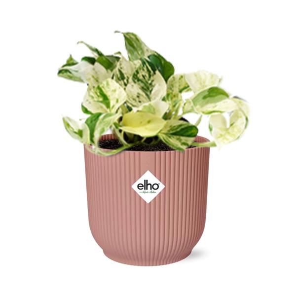 Epipremnum Pinnatum Happy Leaf in ELHO Vibes Fold 14cm roze  BotanicBridge