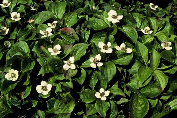 Cornus canadensis - ↕10-25cm - Ø9cm - 40x  BotanicBridge