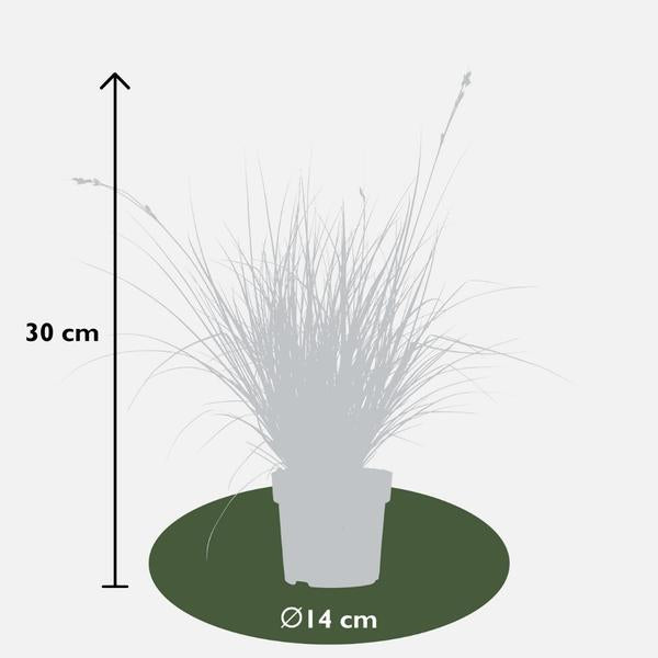 6 x Carex brunnea Variegata - Ø 14 cm - ↨ 25 cm  BotanicBridge