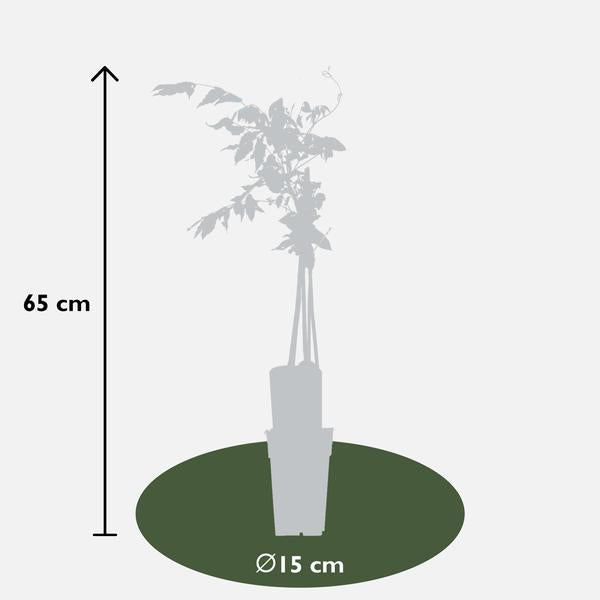 Wisteria floribunda 'Rosea' - Roze regen - Ø15cm - ↕65cm  BotanicBridge