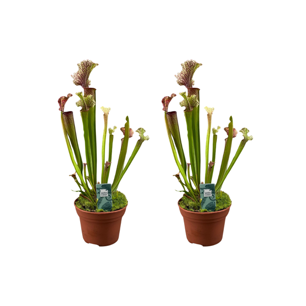 Sarracenia Judith Hindle - 2 stuks - Ø12cm - ↕30cm  BotanicBridge