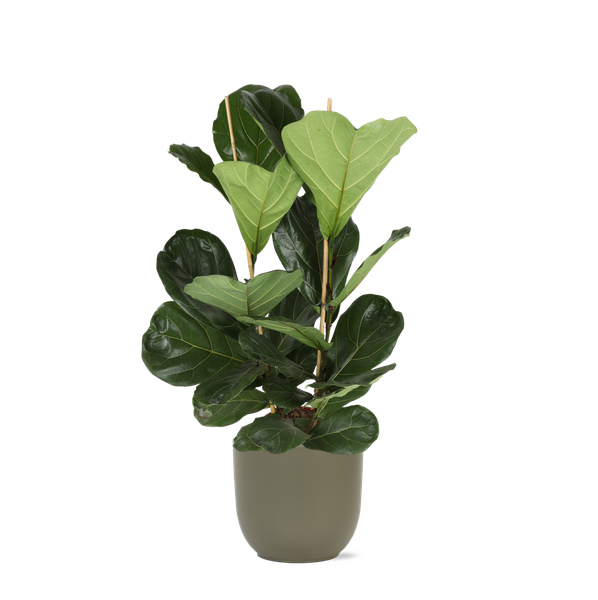 Ficus Lyrata - Ø24cm - ↕120cm in Boule OLIJF pot  BotanicBridge