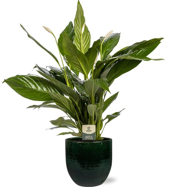 Spathiphyllum Bingo Cupido - Ø19cm - ↕80cm + Jolin Pot D20x18cm - Groen  BotanicBridge