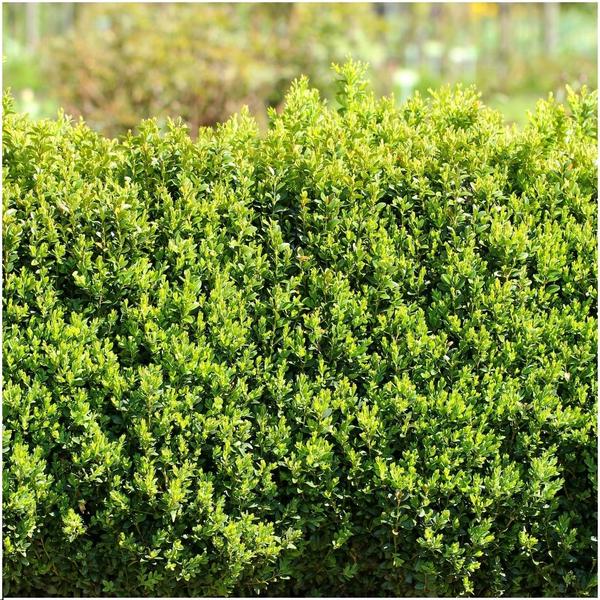 1 meter Buxus Sempervirens haag - ↕ 20 cm - 6 x Ø12 cm  BotanicBridge