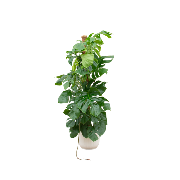 Combi deal - Monstera Pertusum XL inclusief elho Vibes Fold Round wit Ø30 - 150 cm  BotanicBridge