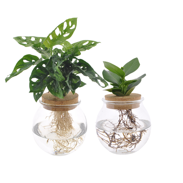 Bolglas Duo Monstera Adansonii/Clusia - 2 stuks - Ø12cm - ↕30 cm  BotanicBridge