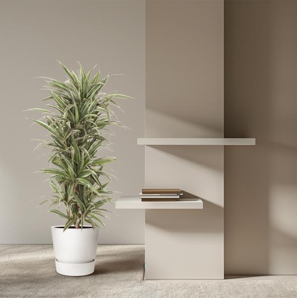 Dracaena Warneckei vertakt - 140 cm - ø31  BotanicBridge