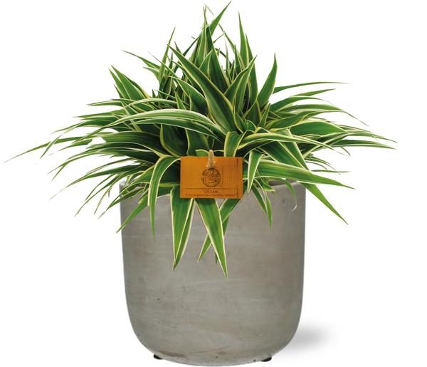 Chlorophytum Ocean - Ø15cm - ↕25cm + Stone Rond D15,5x14,5cm - Grijs  BotanicBridge