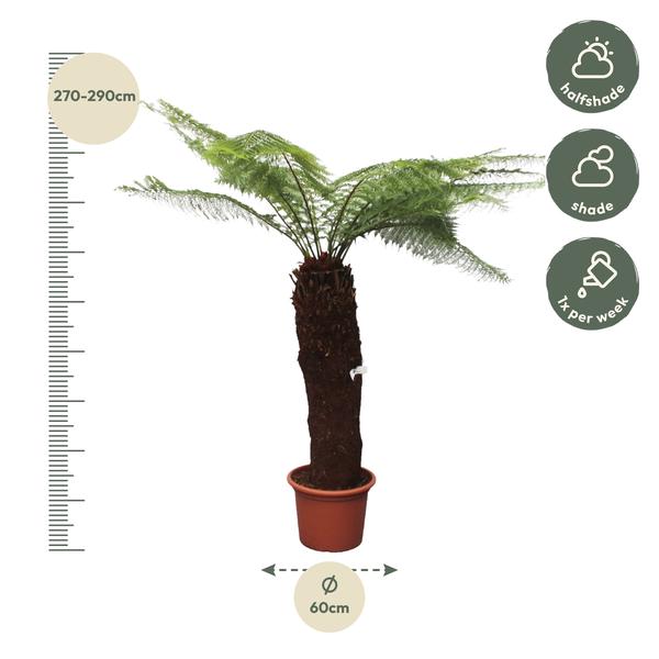 Dicksonia Antarctica - 280cm - ø60  BotanicBridge