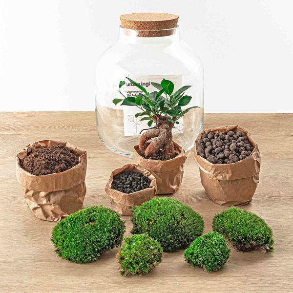 DIY terrarium - Billie Bonsai - ↕ 29 cm - Rake + Shovel + Tweezer + Scissors  BotanicBridge