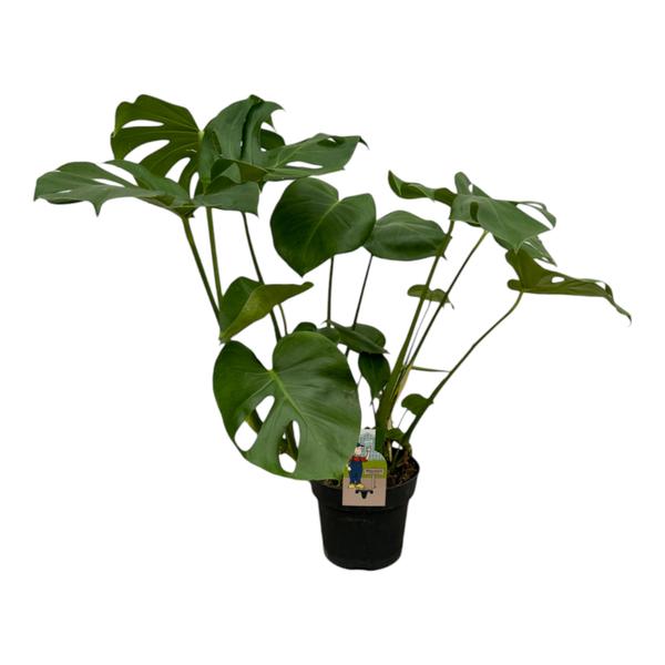 Monstera Deliciosa - 75 cm - 21cm  BotanicBridge