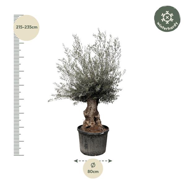 Olea Europaea Bonsai - 225cm- Ø80  BotanicBridge