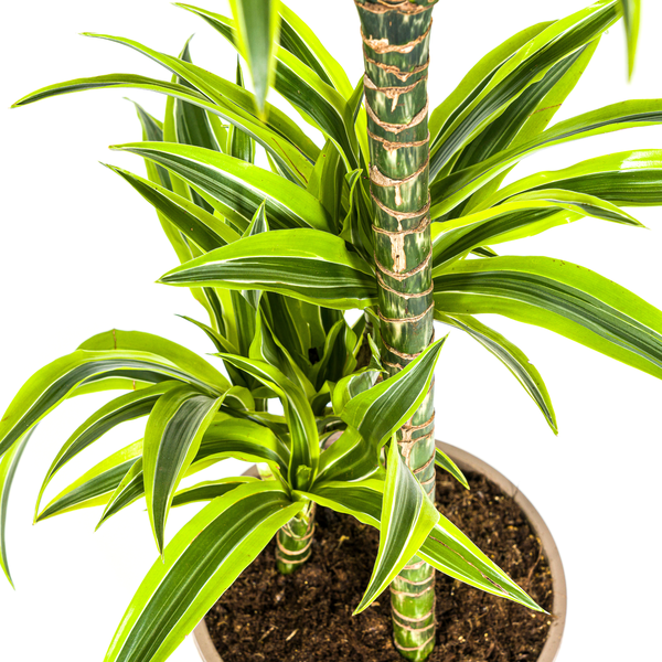 Dracaena Deremensis Lemon Lime Ø21cm - ↕100cm  BotanicBridge