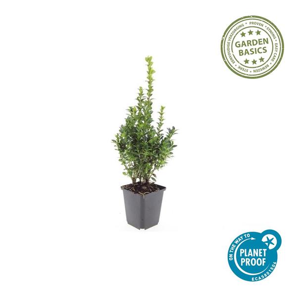 Buxus Sempervirens - ↕10-25cm - Ø9cm - 20x  BotanicBridge