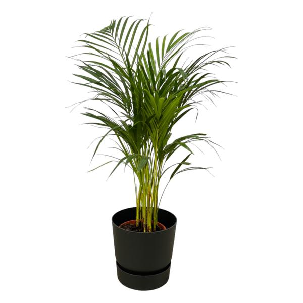 Areca palm - ↨85cm - Ø19cm inclusief elho Greenville Round zwart D24xH23  BotanicBridge