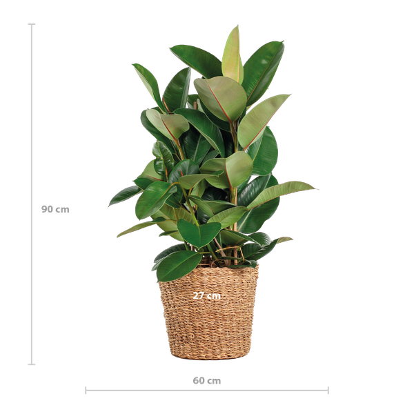 Ficus Elastica Robusta XL met mand Torun - 90cm - Ø27  BotanicBridge