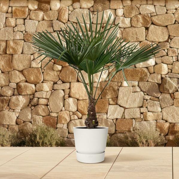 Trachycarpus - 130cm- Ø21  BotanicBridge