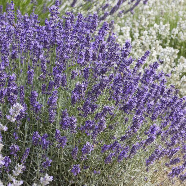 Lavandula 'Hidcote' - ↕10-25cm - Ø9cm - 6x  BotanicBridge