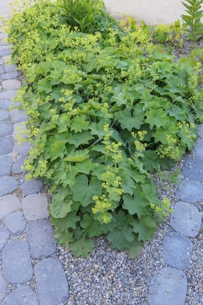 Alchemilla mollis - ↕10-25cm - Ø9cm - 6x  BotanicBridge