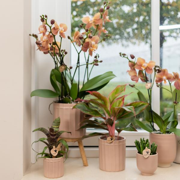 Kolibri Home | Glazed bloempot - Zandkleurige keramieken sierpot met glans - Ø9cm  BotanicBridge