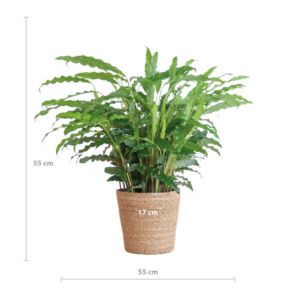 Calathea Rufibarba met Sofia mand naturel - 55cm - Ø17  BotanicBridge