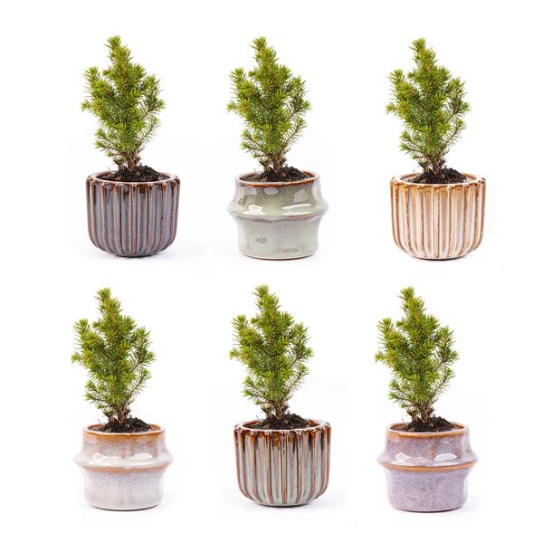 Mini kerstboom set 6 - Inclusief pot set Barcelona  BotanicBridge