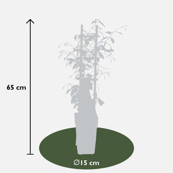 Trachelospermum 'Star of Venice' - Toscaanse Jasmijn Wit - Ø15cm - ↕65cm  BotanicBridge