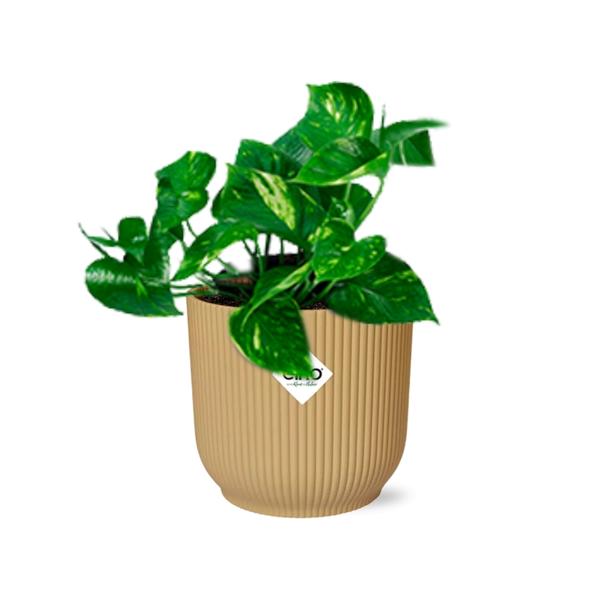 Epipremnum Pinnatum ‘Aureum’ in ELHO Vibes Fold 14cm geel  BotanicBridge