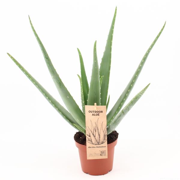 Aloe Vera P14 OUTDOOR - Ø14cm - ↕45cm  BotanicBridge