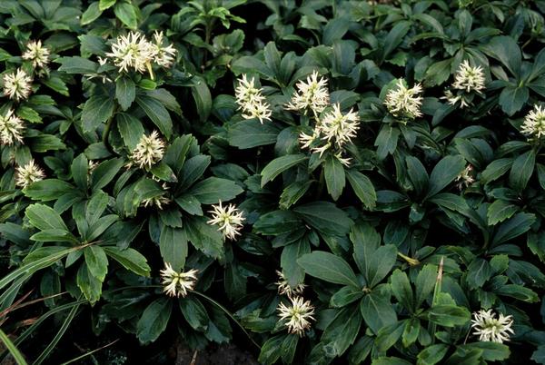 Pachysandra term. 'Green Sheen' - ↕10-25cm - Ø9cm - 40x  BotanicBridge