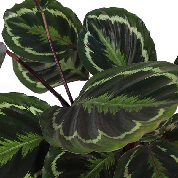 Calathea Medaillon Ø21cm - ↕70cm in Boule ANTRACIET  BotanicBridge