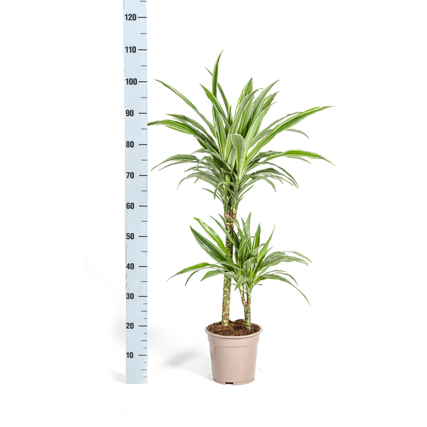 Dracaena Deremensis White Stripe Ø19cm - ↕80cm  BotanicBridge