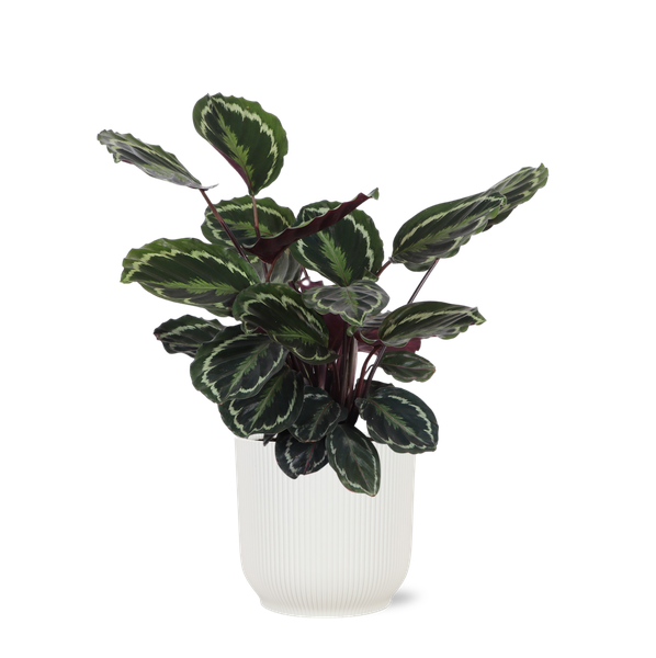 Calathea Medaillon Ø21cm - ↕70cm in Vibes WIT pot  BotanicBridge