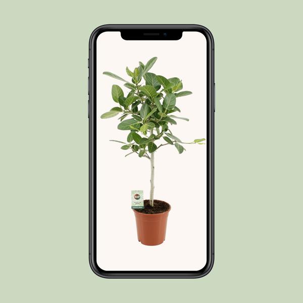 Ficus Benghalensis Petite Audrey - Ø21cm - ↕75cm  BotanicBridge