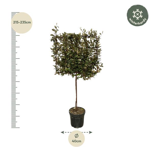 Eleagnus Ebbingei boom op rek - 225 cm - Ø40cm  BotanicBridge