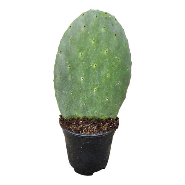 Opuntia Cactus - 40 cm - Ø17cm  BotanicBridge