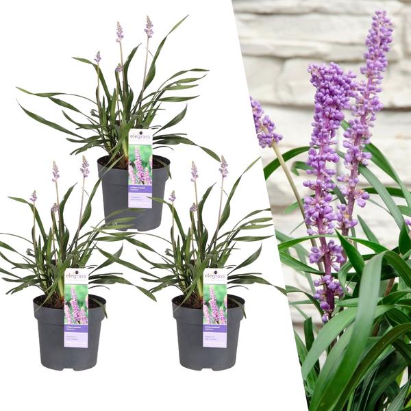 3 x Liriope muscari 'Ingwersen' - Ø 14 cm - ↨ 25 cm  BotanicBridge