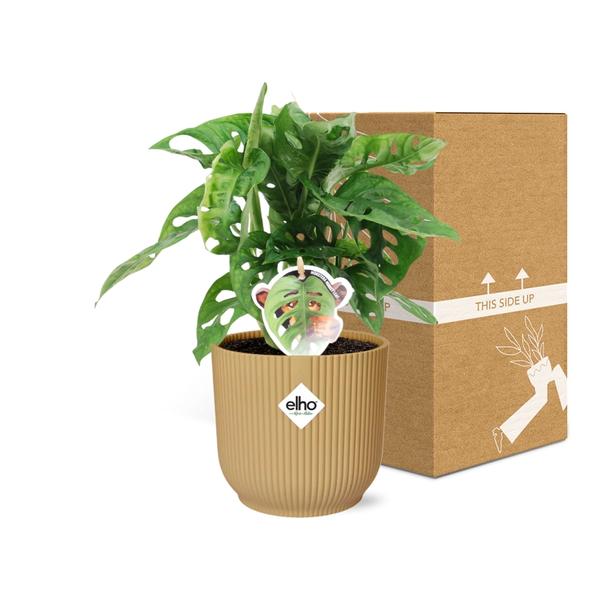 Monstera ‘Monkey Leaf’ in ELHO Vibes Fold 14cm geel  BotanicBridge