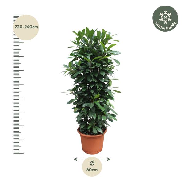 Ficus Cyathistipula gaasrek - 230 cm - ø60  BotanicBridge