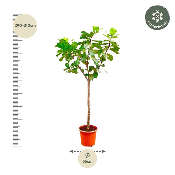 Ficus Lyrata boom XXXL - 300cm - ø55  BotanicBridge