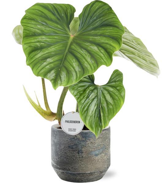 Philodendron Plowmanii - Ø15cm - ↕50cm + Lars Pot D16x14cm - Grijs  BotanicBridge