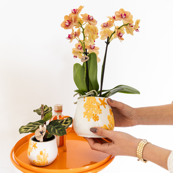 Kolibri Company - Planten set Coral Oranje | Set met oranje Phalaenopsis orchidee Jamaica Ø9cm en groene plant Calathea Ø6cm | incl. oranje keramieken sierpotten  BotanicBridge