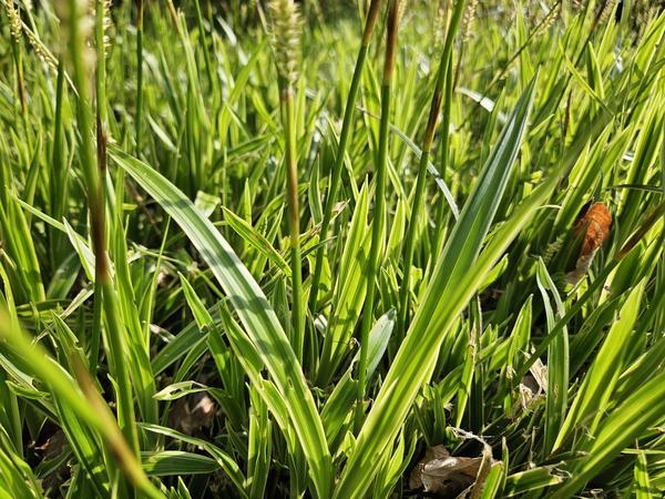 Carex morrowii 'Aureovariegata'  - ↕10-25cm - Ø9cm - 6x  BotanicBridge